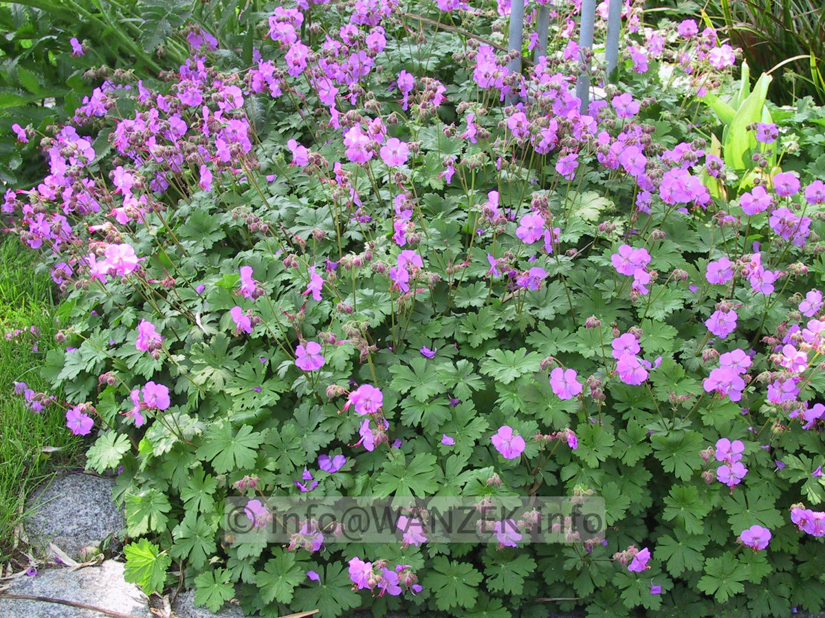 Geranium cantabrigiense Karmina.JPG